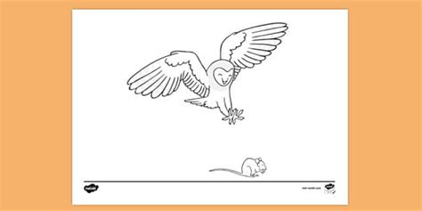 FREE Predator Prey Colouring Colouring Sheet