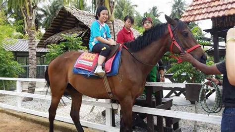 Top 8 Horse Riding In Johor 8 Destinations