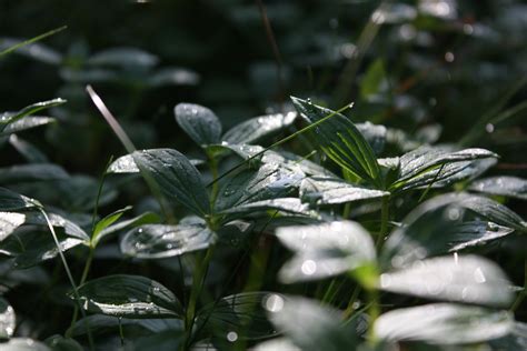 Wallpaper Landscape Leaves Nature Grass Plants Water Drops