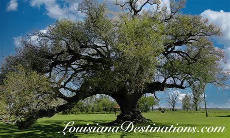 Labadieville Louisiana and Bayou Lafourche, travel, tourism, attractions, things to do, hotels ...