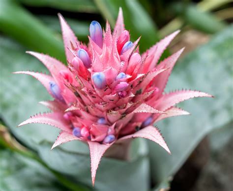 Bromeliads Plant Care And Growing Guide