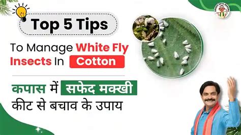 insecticide  whitefly  cotton effective control tips