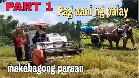 Pag Aani Ng Palay Makabagong Pamamaraan Nakabubuti Nga Ba Youtube