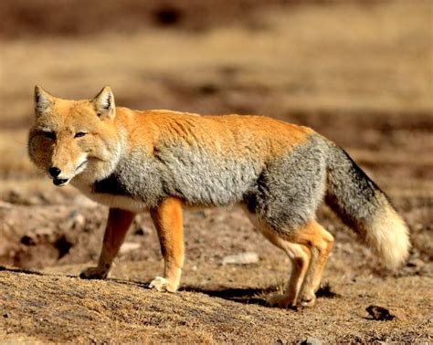 Tibetan Fox Tibetan Fox Fox Cute Fox