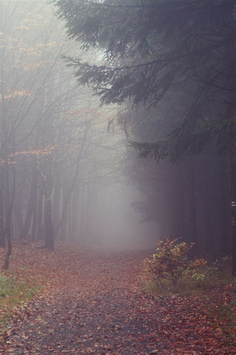 Autumn Forest Fog Trees - Free photo on Pixabay - Pixabay