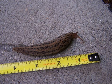 Giant Slug Flickr Photo Sharing