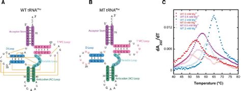 Secondary Structure And First Derivative Melt Curves Of Wt And Mt Trna Download Scientific