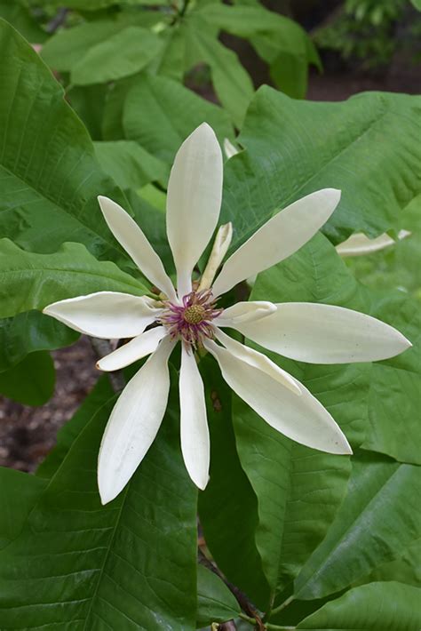 Umbrella Magnolia Magnolia Tripetala In Boston Hopkinton Chelmsford