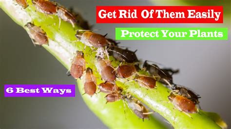 Get Rid Of Insects On Indoor Plants