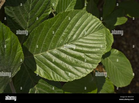 Whitebeam tree leaves sorbus aria hi-res stock photography and images ...