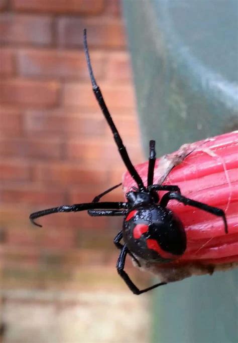 Spiders In Northern Alabama Scout Pest Control Scout Pest Control