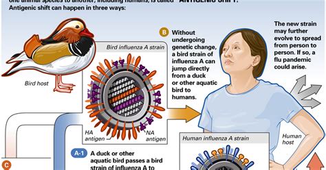 swine virus symptoms: Antigenic Shift