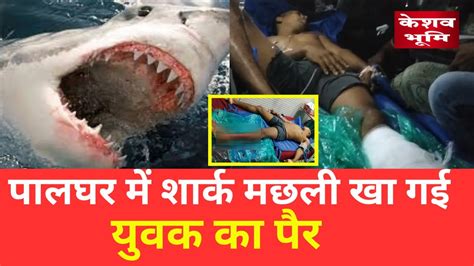 शार्क मछली खा गई युवक का पैर । Palghar News वैतरणा नदी Shark In