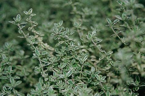 Thymus vulgaris (Common Thyme, Garden Thyme, German Thyme, Thyme ...