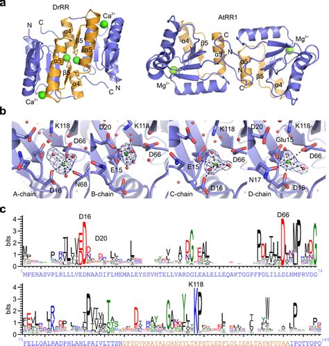 Crystal structure of the Deinococcus radiodurans response regulator ...