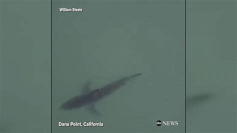 Video Great White Shark Spotted On Beach In California ABC News