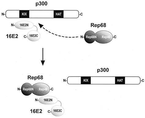 Rep Inhibits P Mediated Stimulation Of E Transactivation A