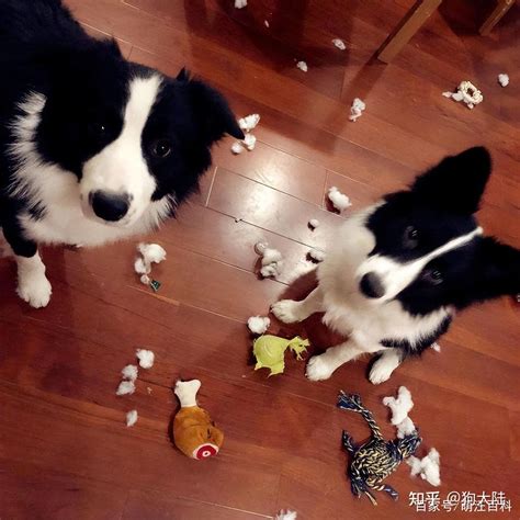 养一只“边境牧羊犬”是怎样的体验？网友：谁养谁崩溃 知乎