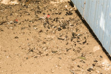 Dealing With Rat Infestations Signs And Solutions