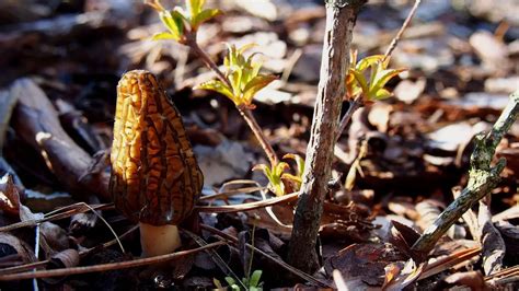 Morel Mushroom Hunting A Delicious Quest No Dig Vegetable Gardening Blog