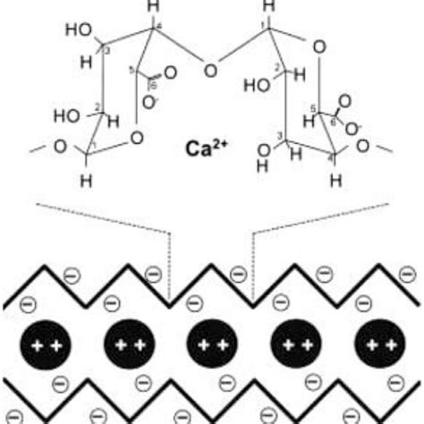 Homogalacturonan Hga Rhamnogalacturonan I And Rhamnogalacturonan Ii