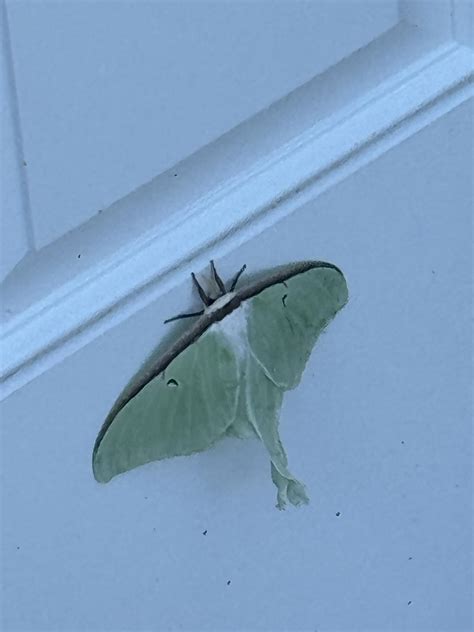 Professional Services and Support at French Funeral Home 31