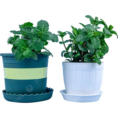 Potted Plant Clipart Vector Potted Flower Pot Mint Plant Mint Green