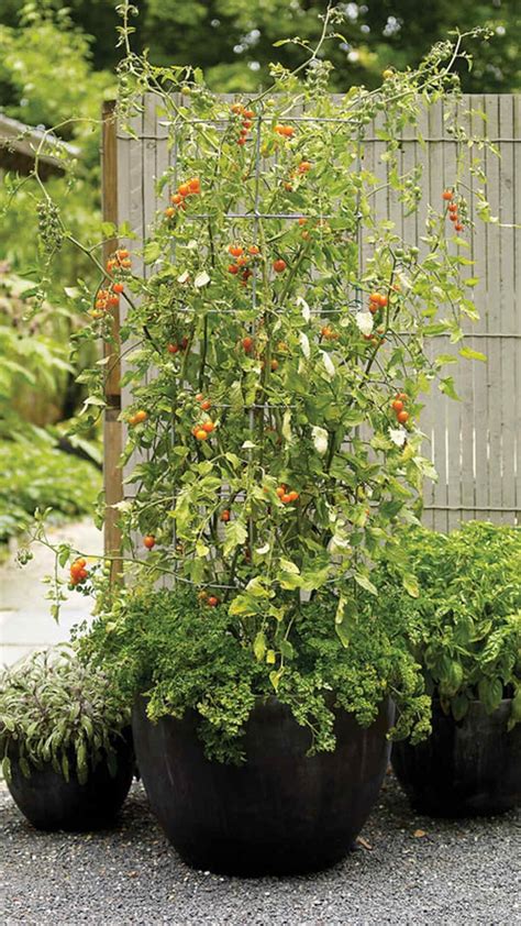 10 Tips For Container Gardening Success Artofit