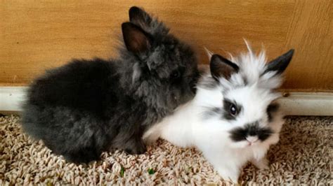 Lionhead Rabbits Complete Guide To Care Lifespan Breed Off