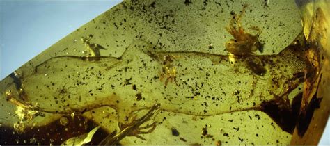 This Gecko Has Been Trapped In Amber For 100 Million Years