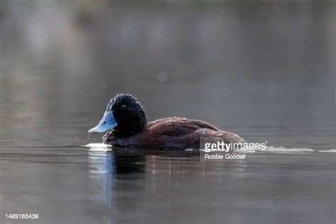 86 Blue Billed Duck Stock Photos, High-Res Pictures, and Images - Getty ...