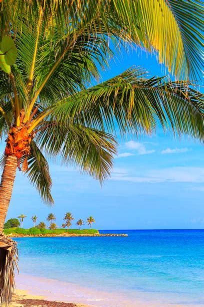 Palmen Strand Meer Vertikal Bilder Und Stockfotos Istock