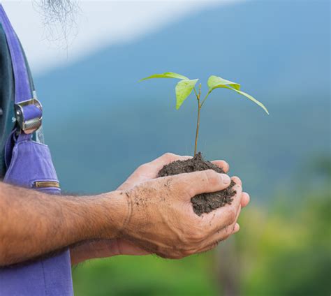 tree planting forest marketing group