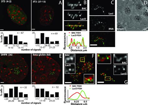 Different Organization Of Bac Transgenes In Fibroblasts A 3t3 Dhfr