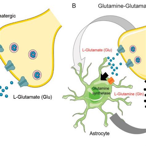 Glutamine Glutamate Neuroglial Cycle And Glutamate Induced