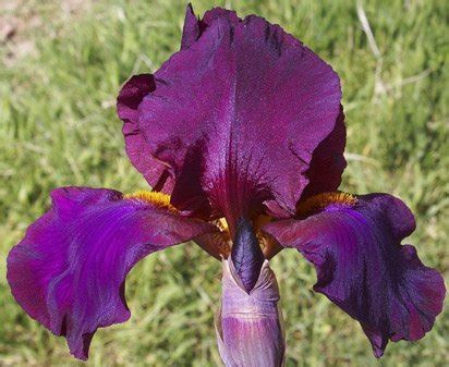 Masada Tall Bearded Iris Nola S Iris Gardens