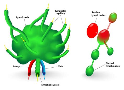 What Are Axillary Lymph Nodes With Pictures