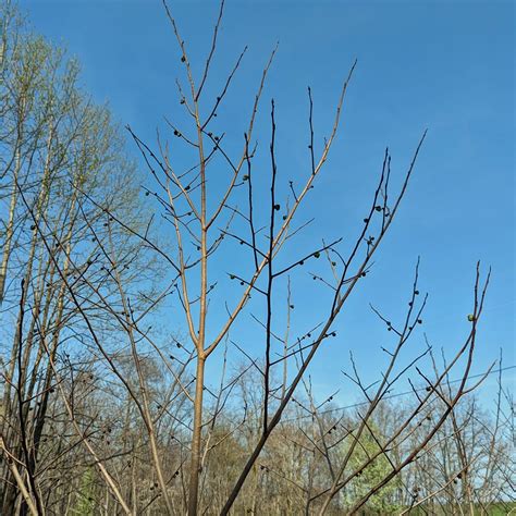 Pawpaw Trees Are In Bloom Farm Life Hobby Farms Fruit Trees