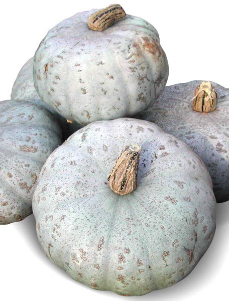 Rich And Hearty Sweet Meat Winter Squash Heirloom Seeds Savor The