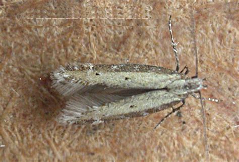 Aristotelia Brizella Suffolk Micro Moths The Micro Moths Of Suffolk