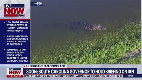 Alligator Emerges From Flood Waters In Orlando After Hurricane Ian