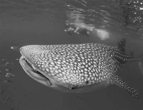 Swim With Giants Discover The Magical World Of Mafia Island Whale