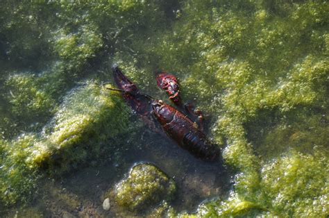 ZOOTOGRAFIANDO (MI COLECCIÓN DE FOTOS DE ANIMALES): CANGREJO DE RÍO AMERICANO (Procambarus clarkii)