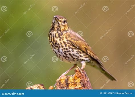 Song Thrush With Green Garden Background Stock Image Image Of Animal