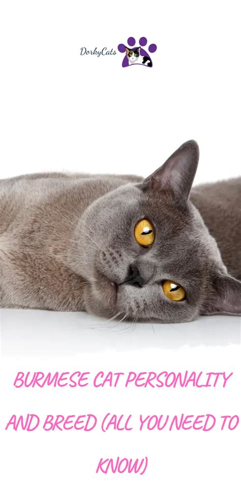 BURMESE CAT PERSONALITY AND BREED (ALL YOU NEED TO KNOW) - DorkyCats