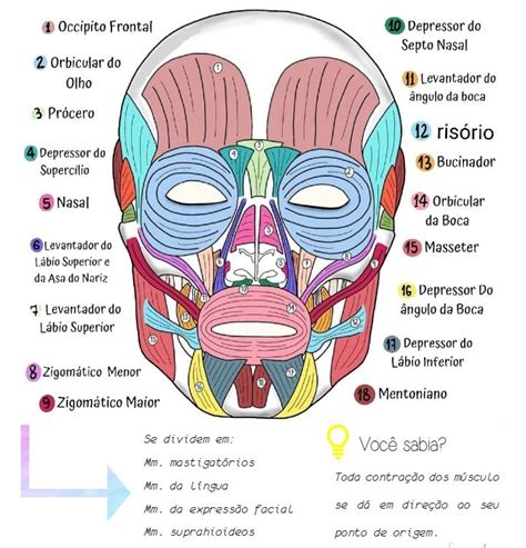 MUSCULOS DA FACE em 2024 Músculos do corpo humano Anatomia ossos