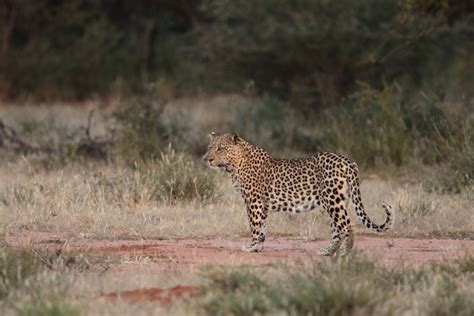 Camouflage_-_Image_1_leopard_resized - Africa Geographic