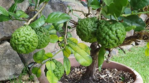 Growing Limes Best Varieties Planting Guide Care And Harvest