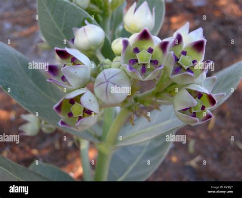 Uae desert flowers hi-res stock photography and images - Alamy