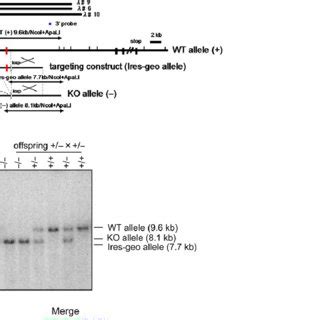 Generation of Cenp r À À mice a Targeting strategy to generate mice